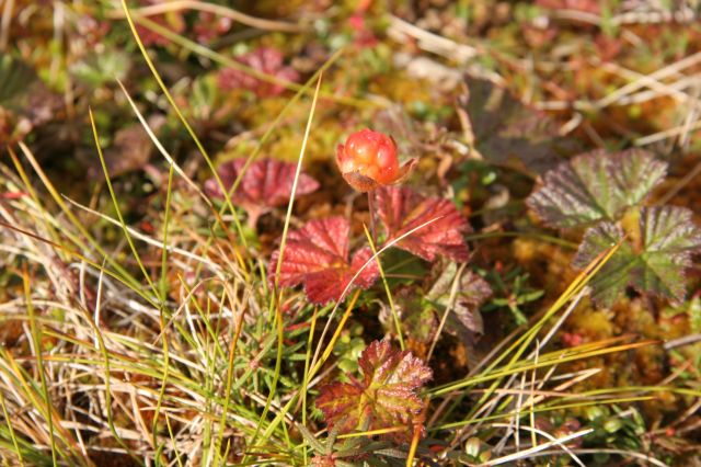 IMG_1474