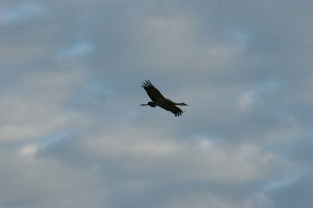 IMG_1654