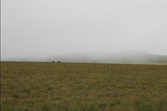 rhs22911