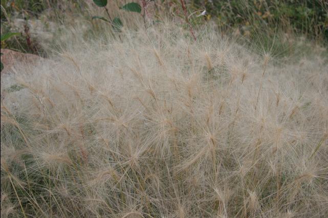 rhs23016