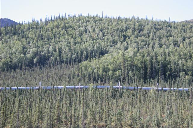 rhs23239