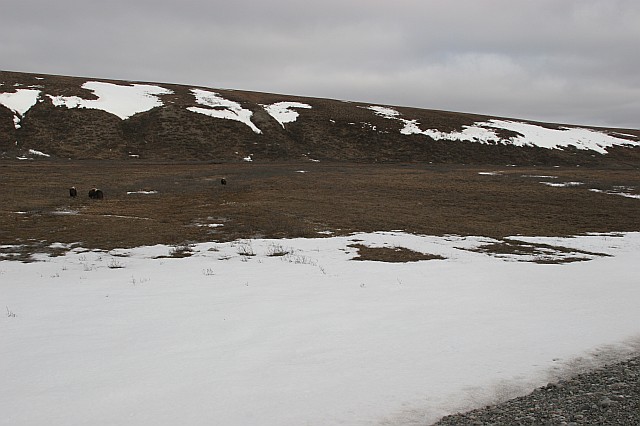 rhs24211