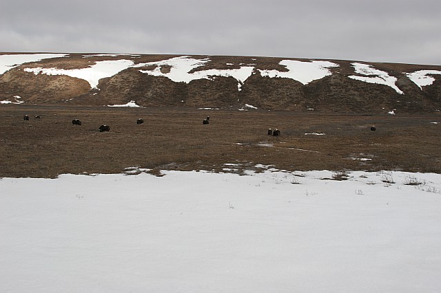 rhs24212