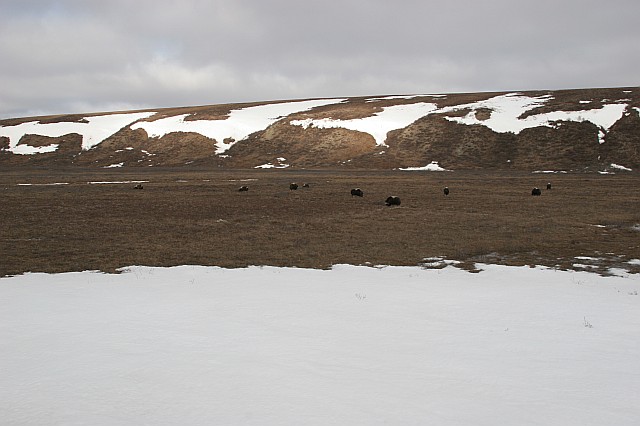 rhs24213
