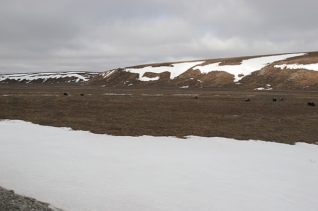 rhs24214