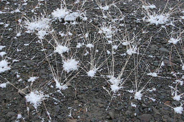 rhs24242