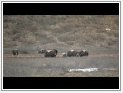 Video of Muskoxen