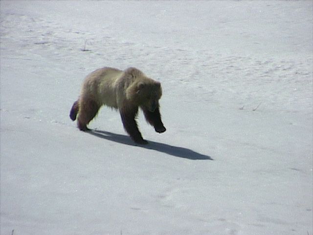 Denali_Bear_11