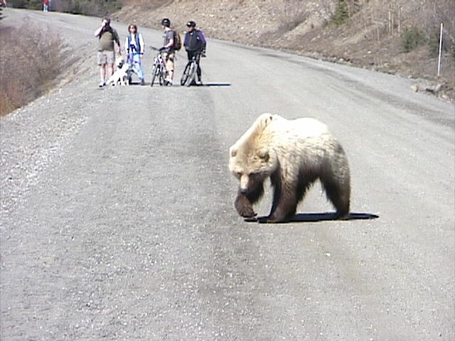 Denali_Bear_12