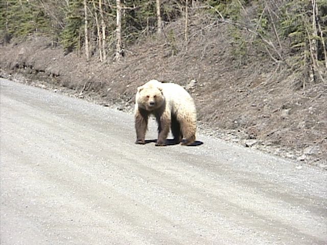 Denali_Bear_13