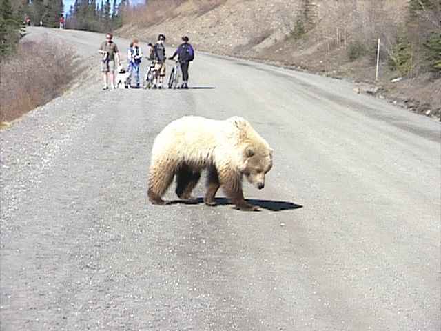 Denali_Bear_14