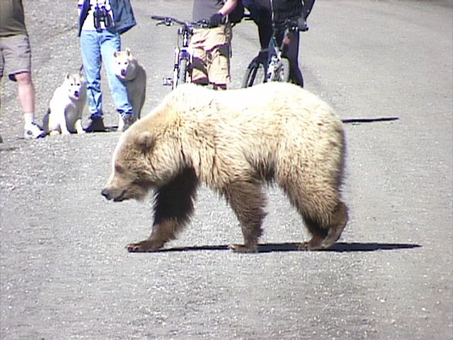 Denali_Bear_15