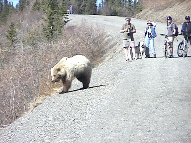 Denali_Bear_16