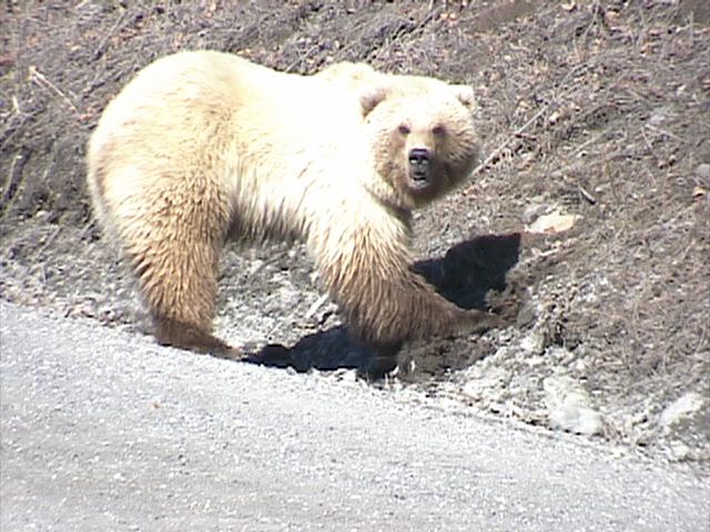Denali_Bear_17
