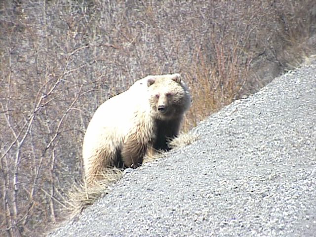 Denali_Bear_18