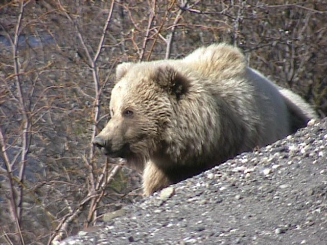 Denali_Bear_19