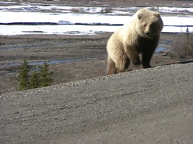 Denali_Bear_20