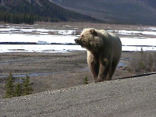 Denali_Bear_21