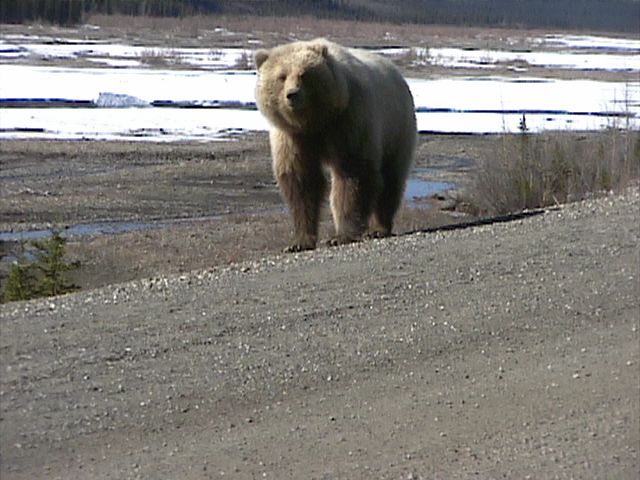 Denali_Bear_22